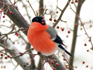 Bright red bullfinch on a branch of mountain ash in winter. The male bullfinch bird eats berries in winter in snowy weather.