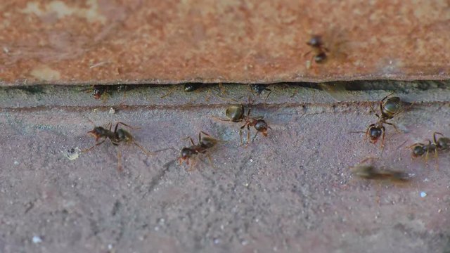 wings ants by the wall close up 4k
