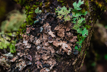 the tree trunk is covered with lichen on a green background in cloudy weather in the Caucasus mountains. focusing on lichen
