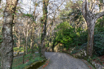 Walking in the middle of the forest