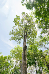Green leaves frame with sky background and copy space for text