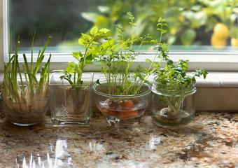 Indoor herbs water garden at granite kitchen counter.