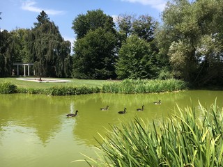 Geese on a Green Pond in Old Westbury, Long Island, New York