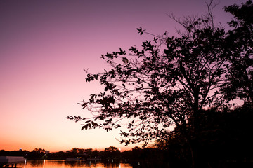 Dry Tree with Twilight sunset time.