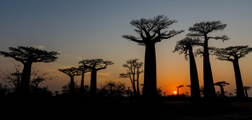 Naklejka premium Sunset at the Alley of the Baobabs at Morondava, Madgascar