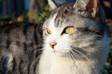 野良猫