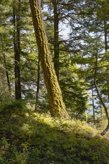 Moss on a tree