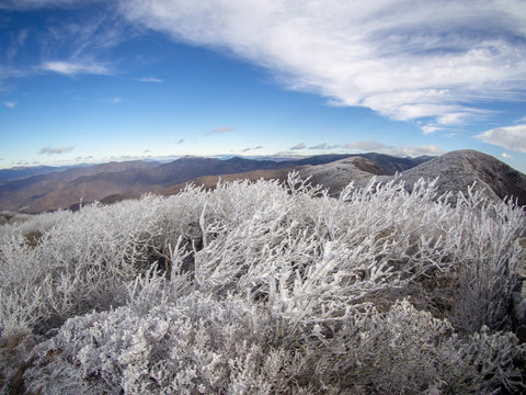 Frozen Plants Blue Ridge Mountain