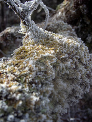 Detail of Frozen Moss
