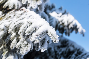 Christmas evergreen spruce tree with fresh snow on white. Christmas background.