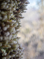 Detail of Frozen Moss