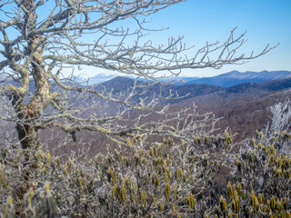 Winter Tree Blue Ridge Mountains