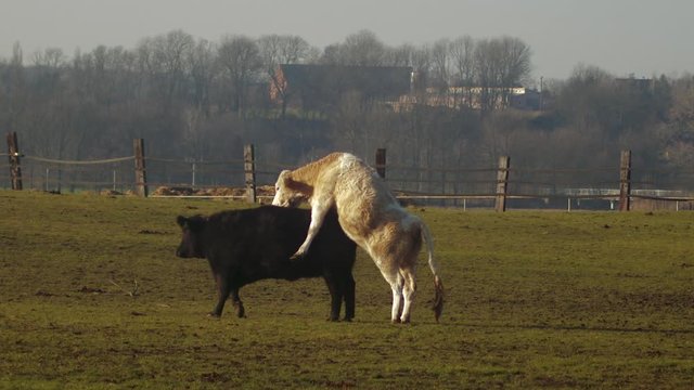 Large white bull attemps to mate with black cow, tele