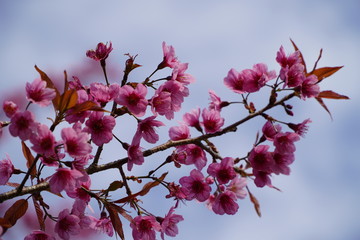 Cherry blossoms, beautiful pink flowers, select focus and the blue sky background