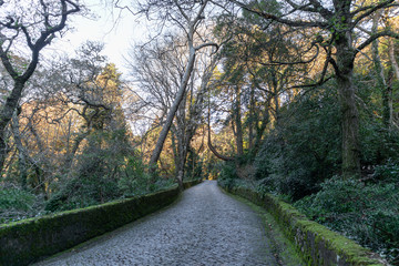 Walking along a cobbled path under the leafy trees