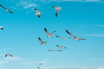 Group of seagulls flying on the sea by a blue sky