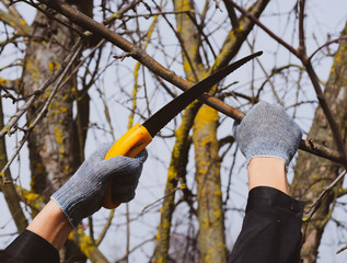 Cutting a tree branch with a hand garden saw.