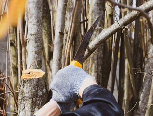 Cutting a tree branch with a hand garden saw.