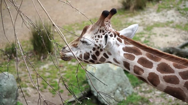 Slow motion of giraffe in the Zoo; Slow motion of giraffe eating grass 