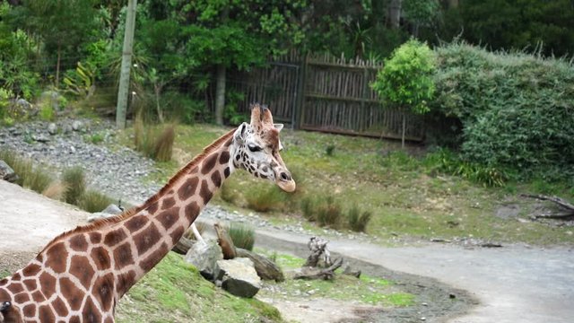 Slow motion of giraffe in the Zoo; Slow motion of giraffe eating grass 