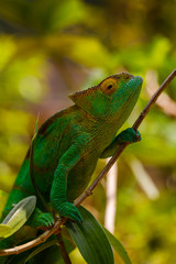 Head of green Panther Chameleon with yellow eye at Andasibe, Madagascar