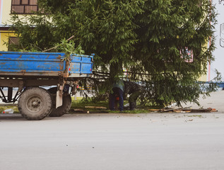 Obraz premium Dismantling the Christmas tree