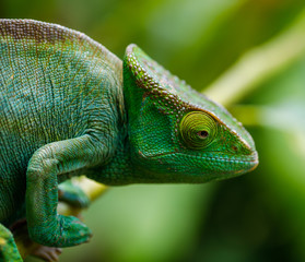 Head of green Panther Chameleon at Andasibe, Madagascar