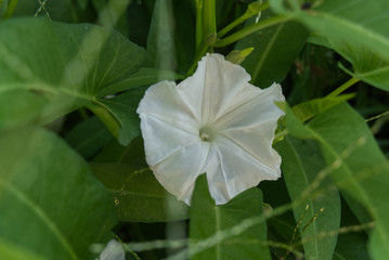 water convolvulus flowers with leaves. Ipomoea aquatica is a vegetable.