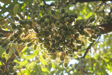 Durian tree with durian flower and sunshine.