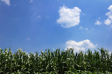 Beautiful Green corn field and blue sky with white clouds. Agricultural landscape 