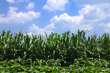 Beautiful Green corn field and blue sky with white clouds. Agricultural landscape
