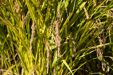 Close up rice on field in harvest season in south korea 