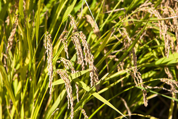 Close up rice on field in harvest season in south korea 