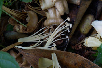 Durian flower it fell on the ground.