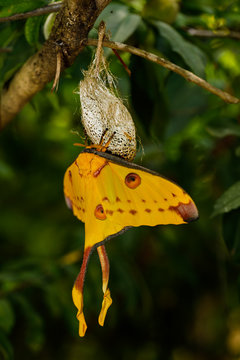 Female Madagascan Comet Moth on a Cocoon in the Rain Forest of Madagascar