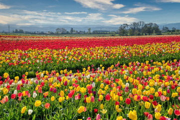 The annual Tulip Fest at the Wooden Shoe Tulip Farm, located in Woodburn, Oregon