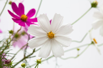 White cosmos flower in a studio decoration