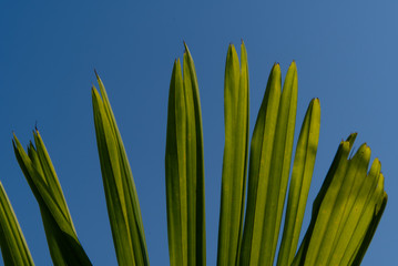 Palm tree leaves with blue sky and sunshine.