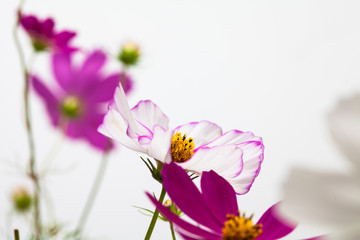 Pink and white cosmos flower in studio cut