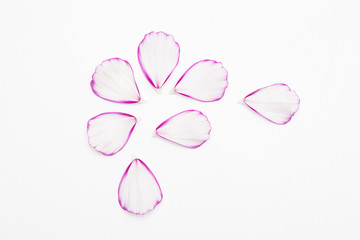  Pink and white cosmos flower petal on white background