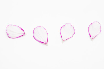  Pink and white cosmos flower petal on white background