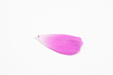 Pink and white cosmos flower petal on white background 