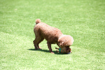 Happy puppies in a private playground