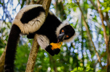 Mango eating wild Black and White Ruffed Lemur at Pangalanes in Madagascar © Reto Ammann