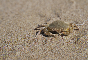 crab on the beach