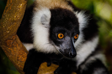 Wild Black and White Ruffed Lemur at Pangalanes in Madagascar