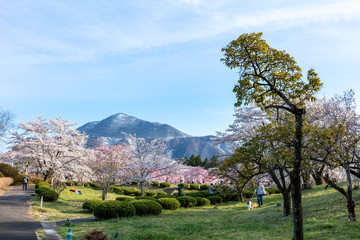 春の羊山公園から望む武甲山