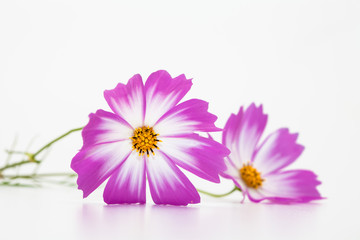 Studio Shot of Pink and white Cosmos Flower Isolated on White in deco