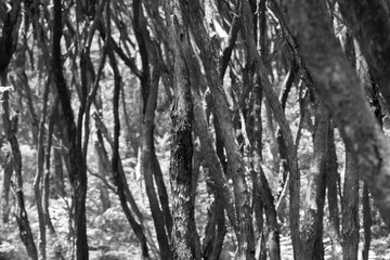 Characteristic wriggly stems and bark patterns of ti tree