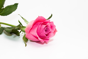 Studio shot of pink rose flower in deco